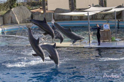 Escapade à Marineland